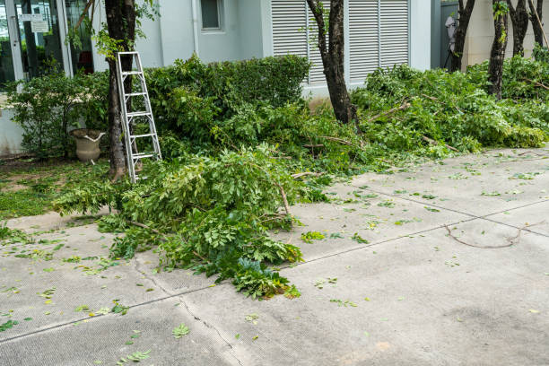 Best Tree Root Removal  in Altamonte Springs, FL